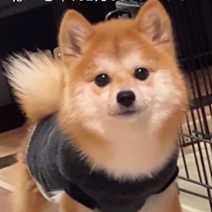 にかぼに🐶
