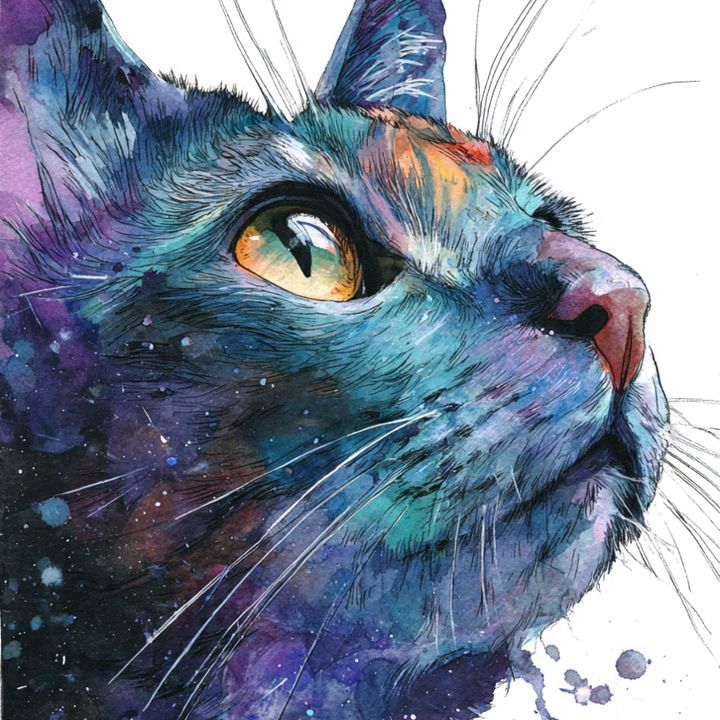 Gato da Feiticeira
