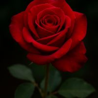 voz que emociona.🌹