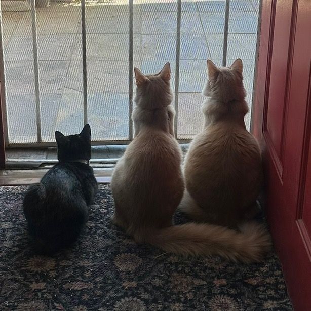 Tortie&thetwins