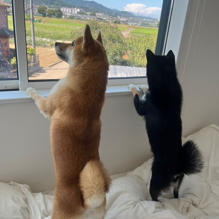 ちゃっ