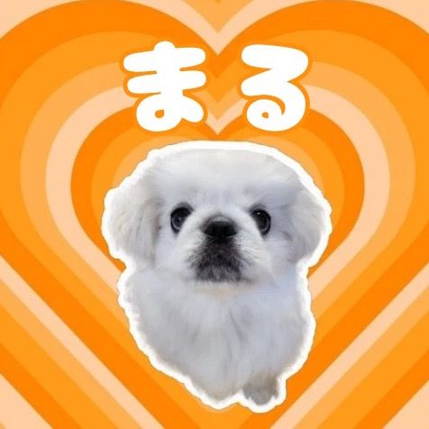 ペキニーズのまる