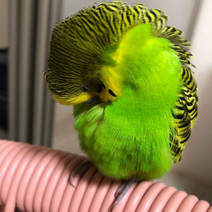 Yumemirubird