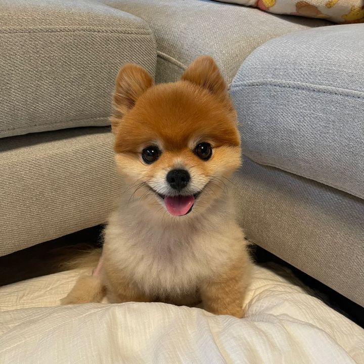 🧸モカ🧸