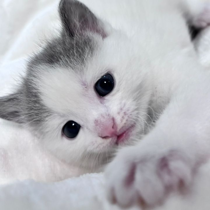 ねねとおか