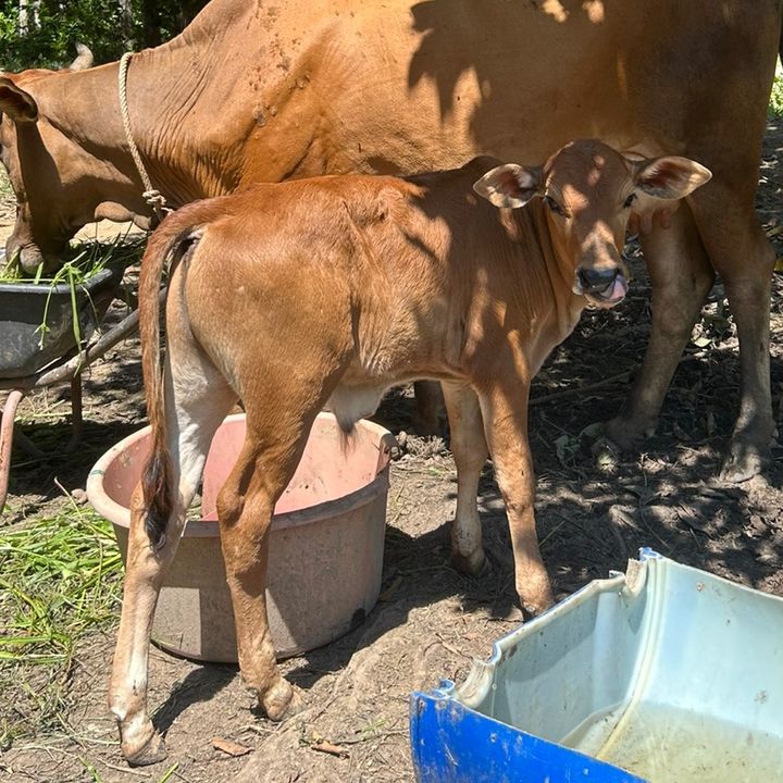 LEMBU UTARA 🐂🐄
