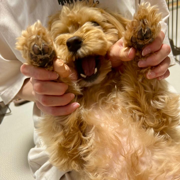 マルプーのアロです
