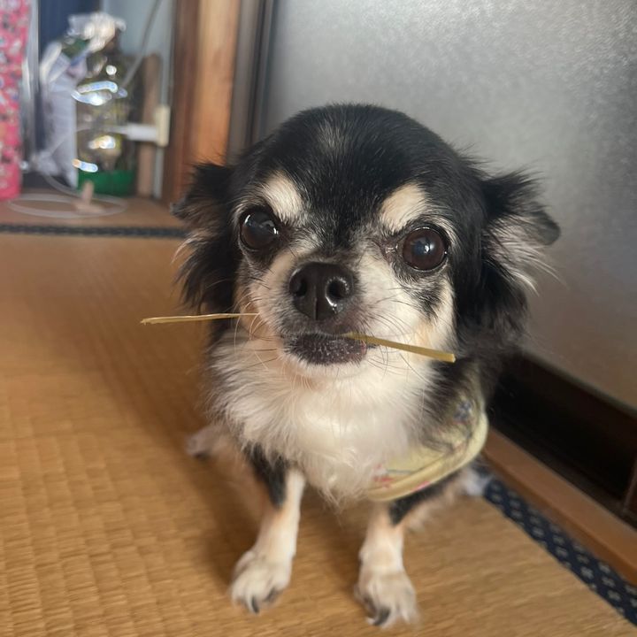さくらの日常