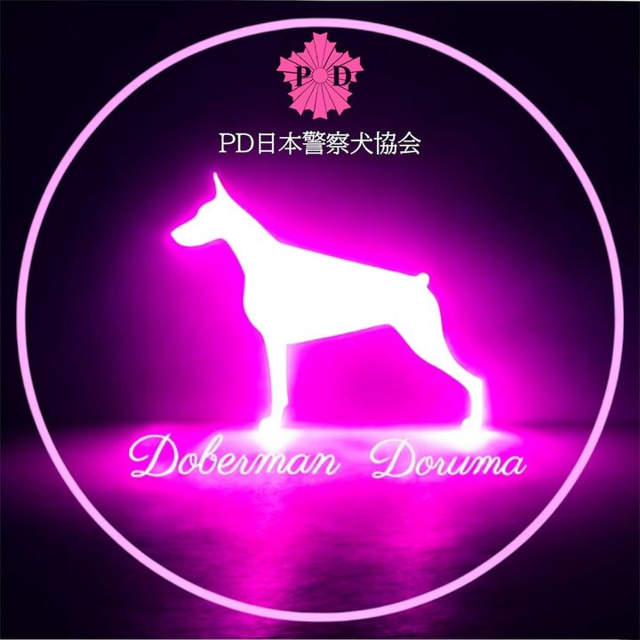 🐣DOBERMAN🩷DORUMA