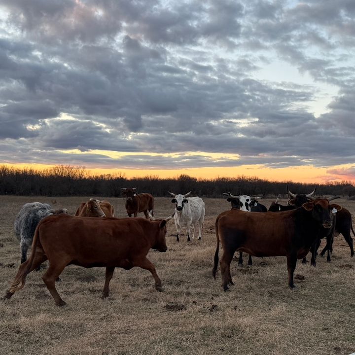 Haines Cattle Co.