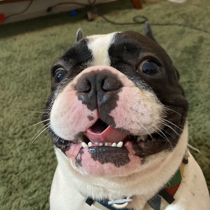 Alok Bulldogue