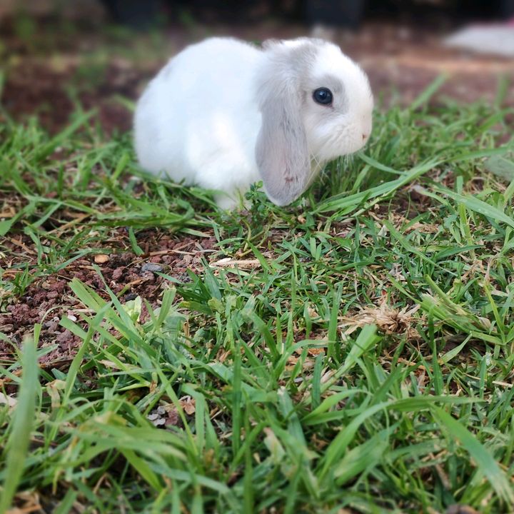 margarita