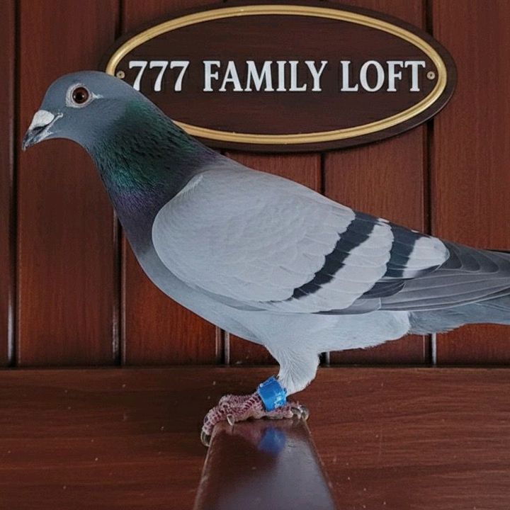 777 Family Loft