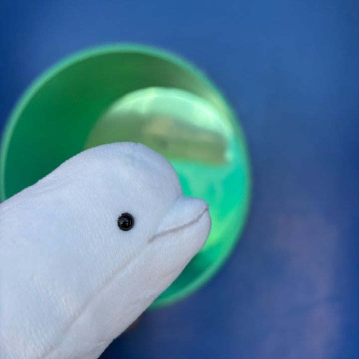 𝐌𝐢𝐤𝐮 𝐌𝐢𝐤𝐮 𝟑𝟗 🐬💚