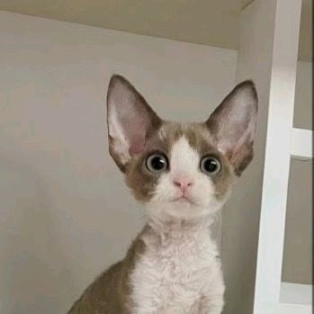 ちゅるっちゅ