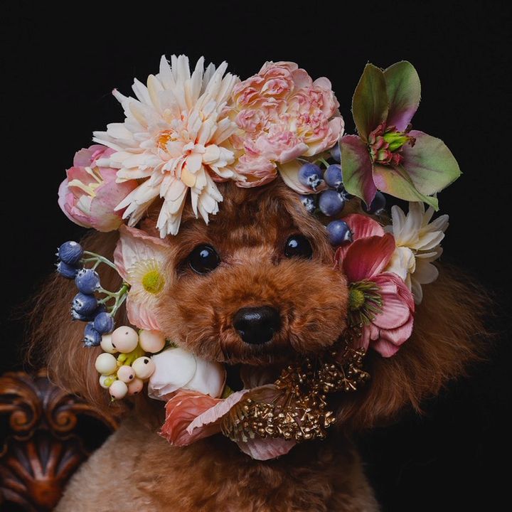 めるるるるる🐶