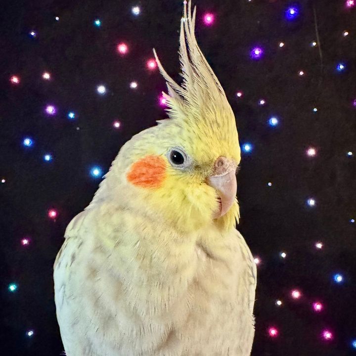 ✨Starburst✨