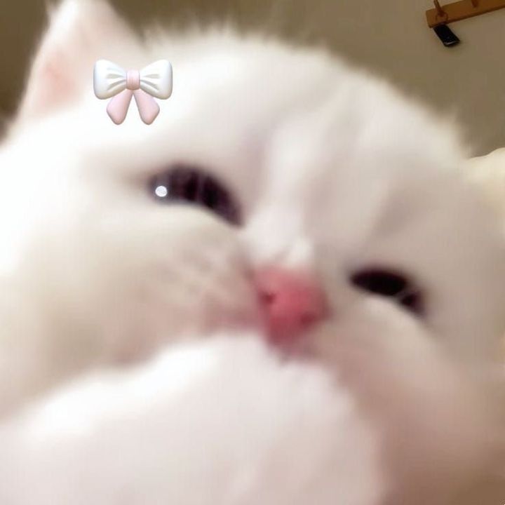 小猫🐱🩵