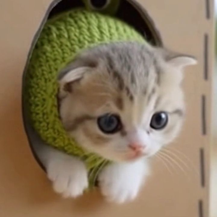 AI超猫様