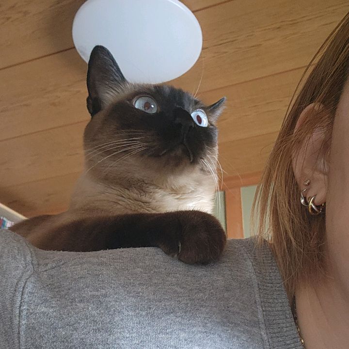 ぽぽるるぷぷぽん