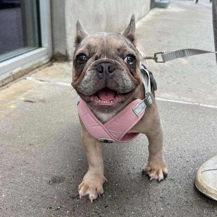 Missy | Dramatic Frenchie