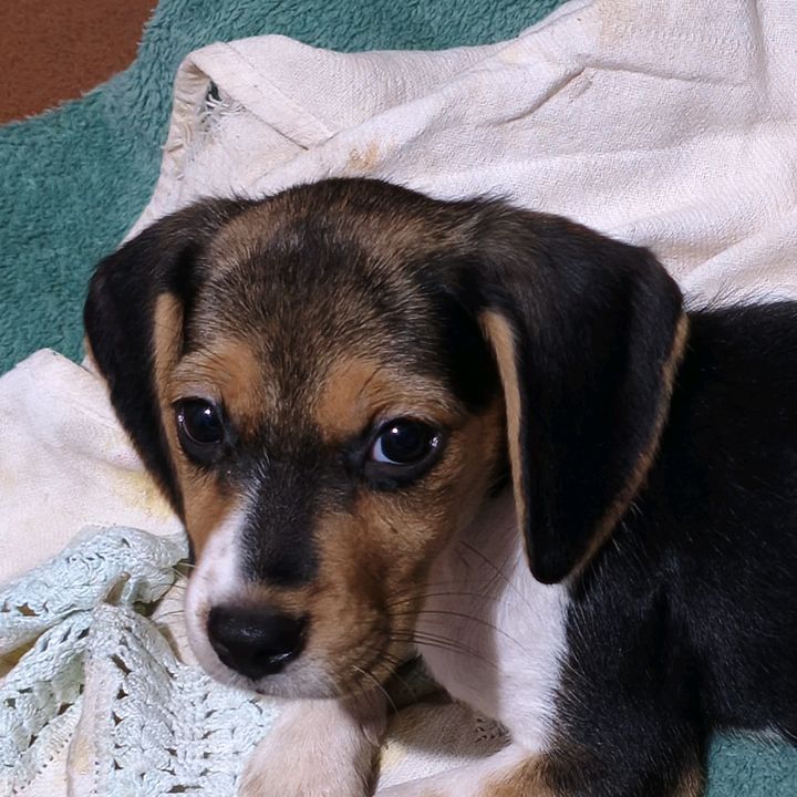 ZoeBeagle
