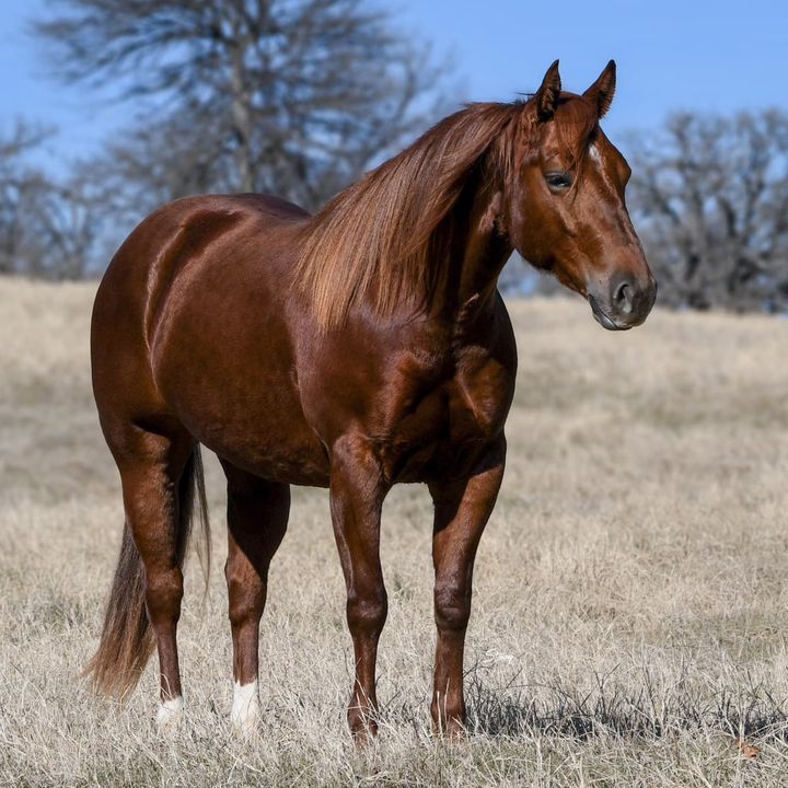 Legacyquaterhorse
