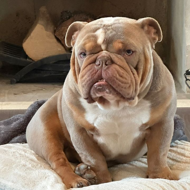 Shelbythebulldog
