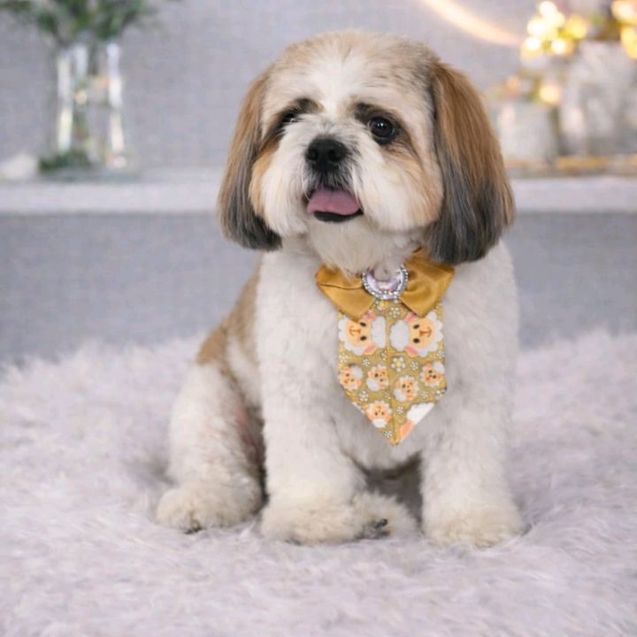 Príncipe Bingo | Shih Tzu