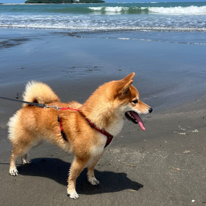 柴犬と暮らすアラフォー
