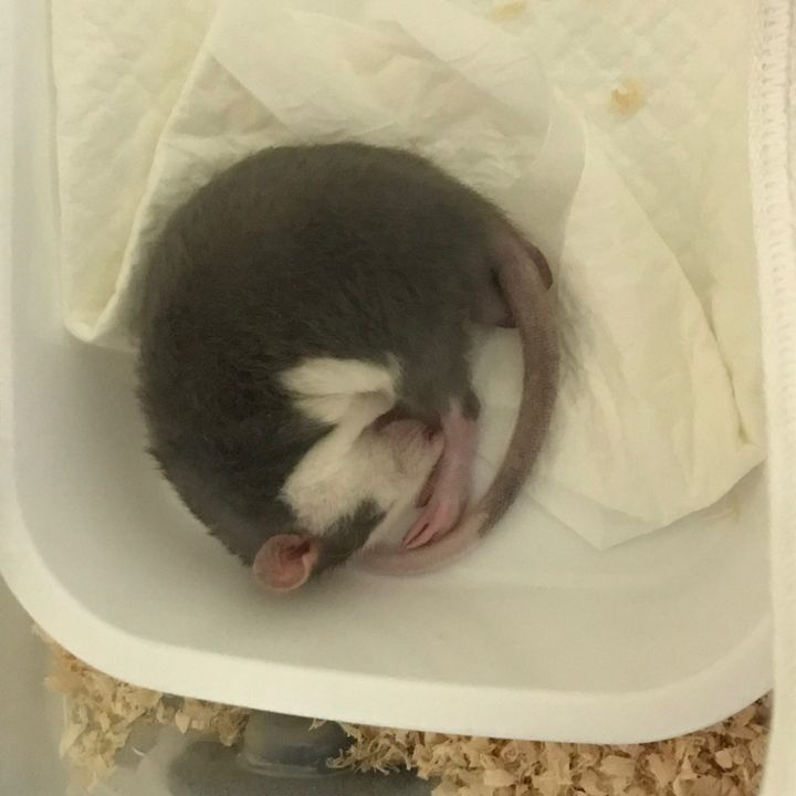 ネズミのおこげ