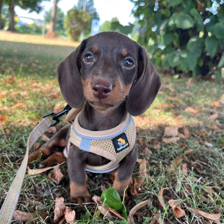 Ayla | The Mini Sausage Dog