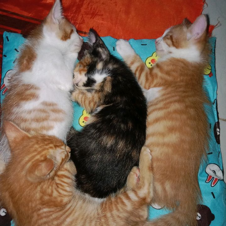 MemoryKucing🐱😻