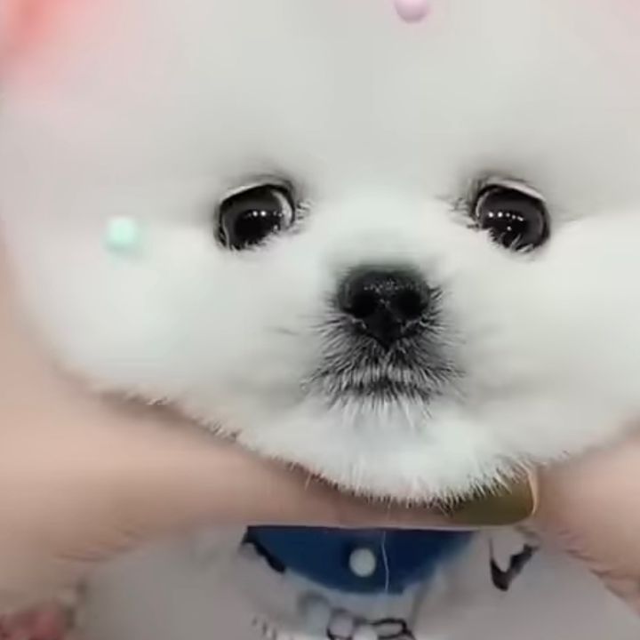 Cún con đáng yêu