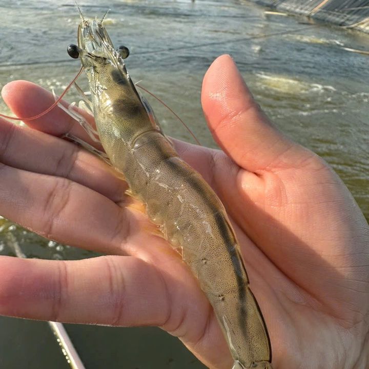 Thuỷ sản kiếm cơm 🦐