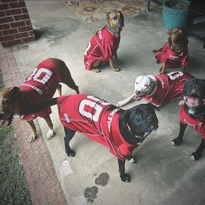 ThePawfectRescues