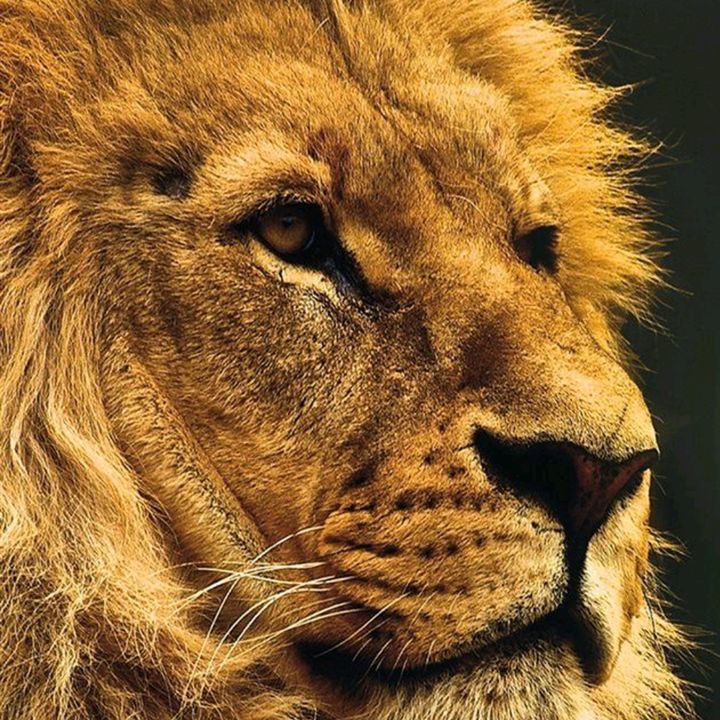 yellowlion