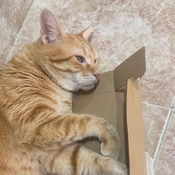 Lala y bb🐱💕😻