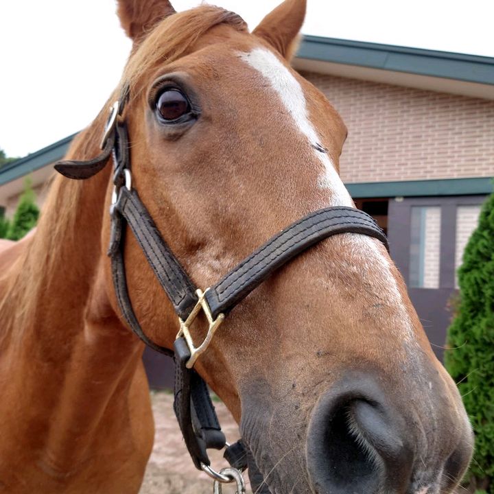勝馬