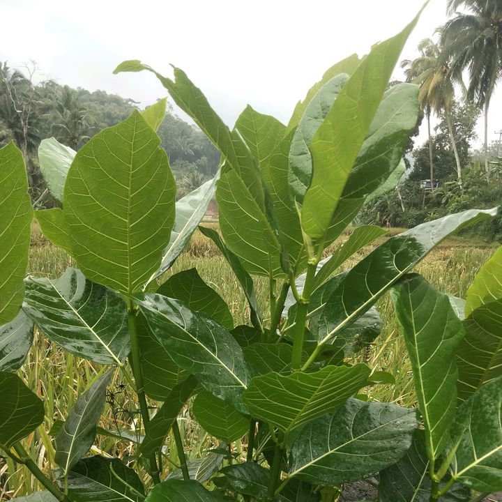 benih & pupuk taman sehat