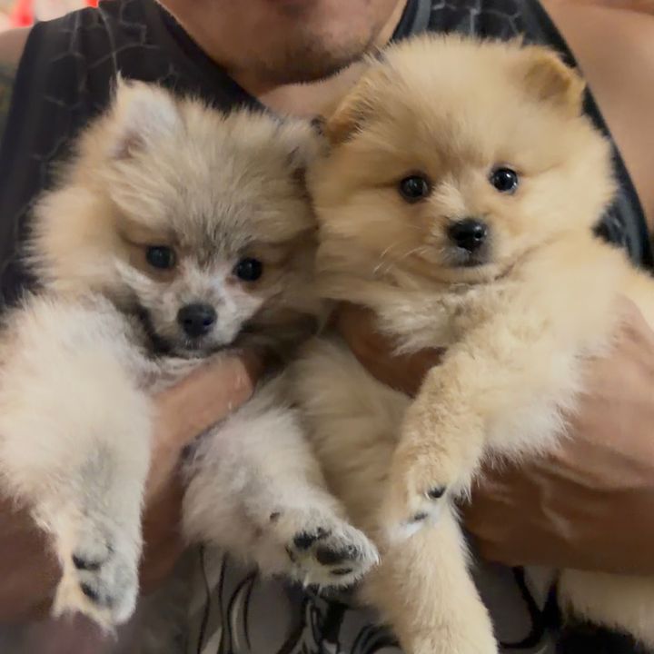 Cookie & Chimmy <3