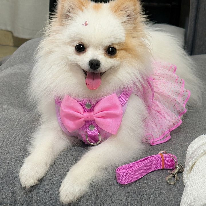 Nina 🐾