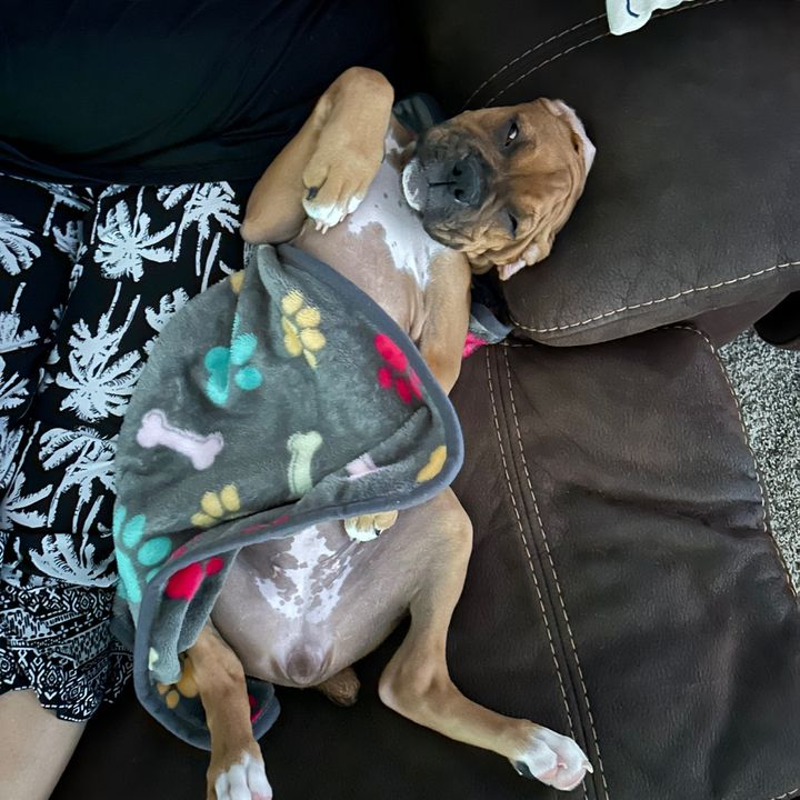 harleybaby