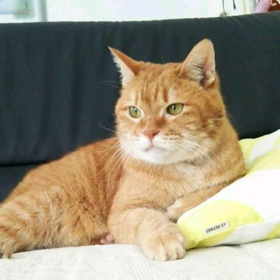 ✯☆TORA☆✯