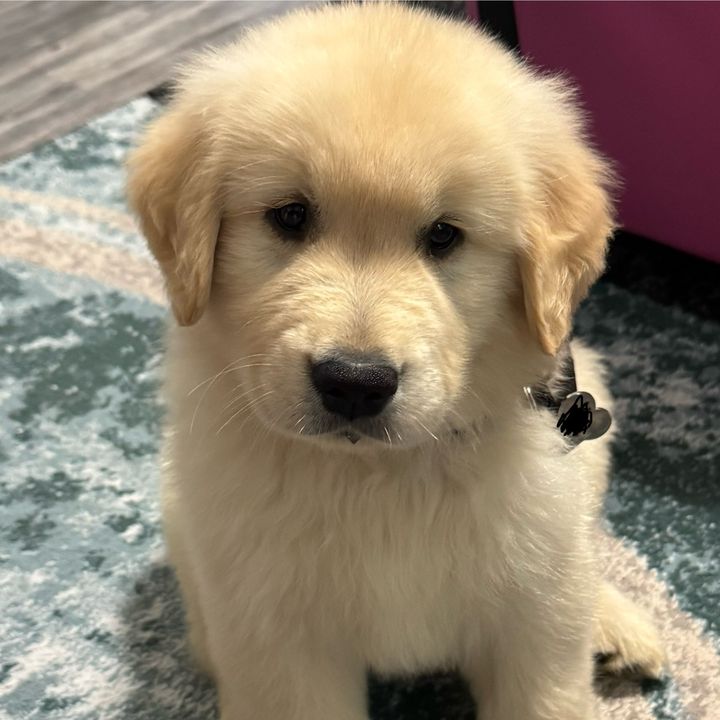 Tucker_tha_Golden