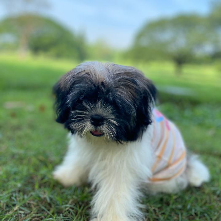 𝓐𝓴𝓲𝓻𝓪 🐾🤍