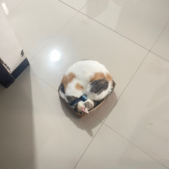 BANGKIT