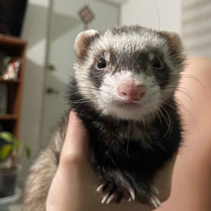 Shaki shaki🦦
