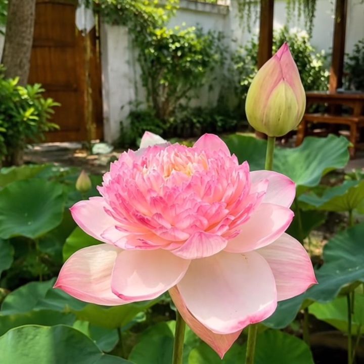 Khu Vườn Xanh