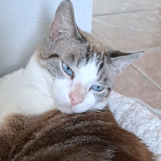Família  pets silva
